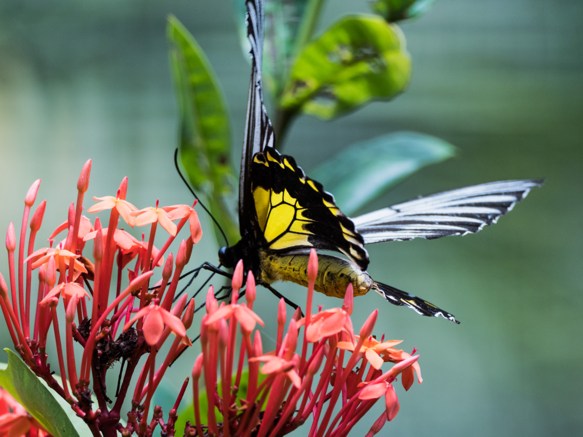 Y&W butterfly